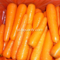 Pyszne świeże marchewki 150-200G